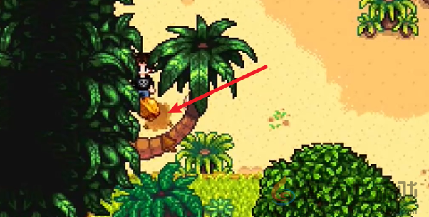 星露谷物语姜岛北部金核桃在哪(图13) 星露谷物语姜岛北部金核桃在哪(图13)